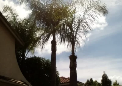 Dependable tree maintenance