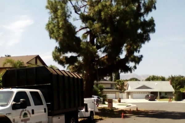 Reliable Other Services Mendoza & Family Tree Service Inc's Other Services