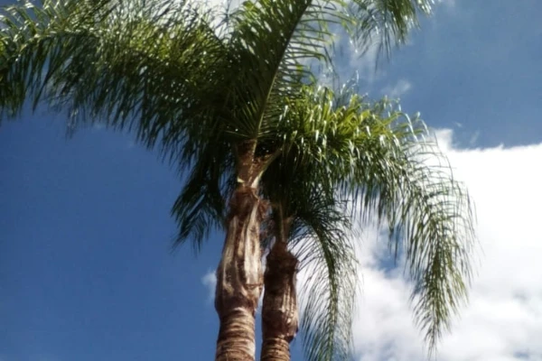 Palm Tree Trimming Palm Tree Trimming