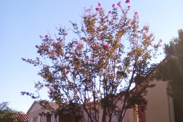 Professional tree company Professional tree company