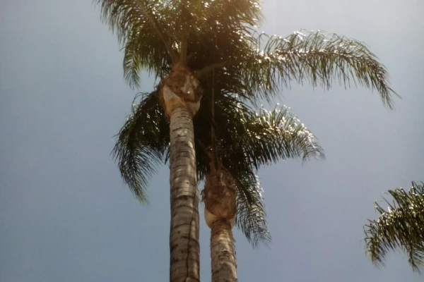 Professional tree expert in Arleta, CA