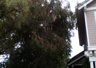 Professional tree maintenance