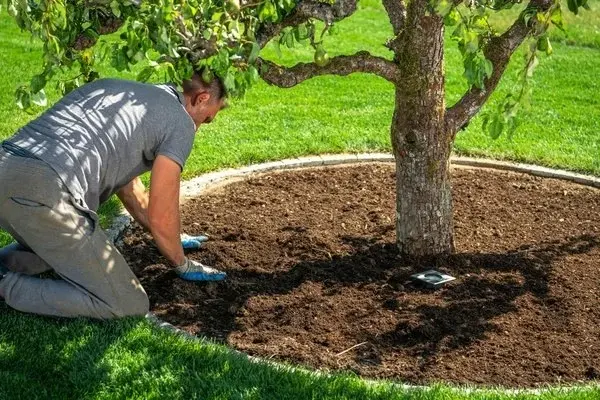 Tree Care Tree Care