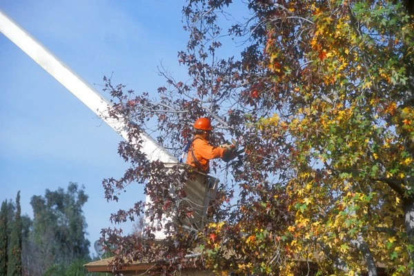 Tree Cutting Service Tree Cutting Service