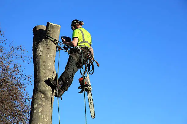 Tree Removal Services Tree Removal Services