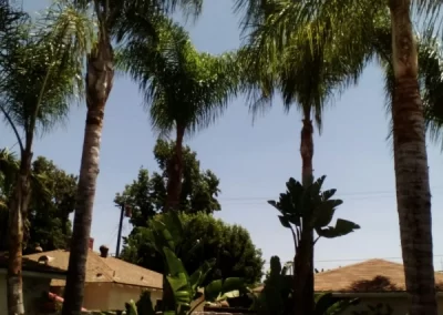 Trusted tree maintenance