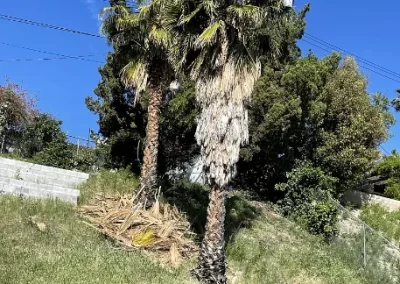 Affordable Palm Tree Trimming