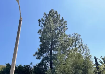 Dependable Tree Service