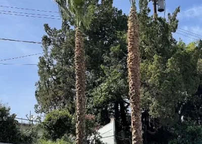 Professional Palm Tree Trimming