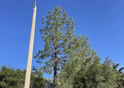 Quality Tree Service