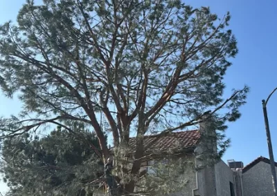 Reliable Tree Service