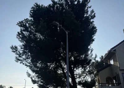 Top-notch Tree Service